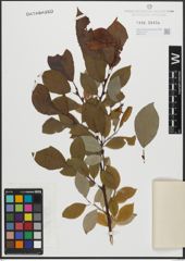 Foto von Salix appendiculata Vill. x Salix caprea L.
